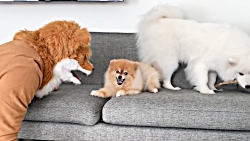 شوخی خرکی خنده دار با پوپی های...