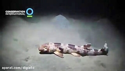 کشف چهار گونه جدید از کوسه راه...