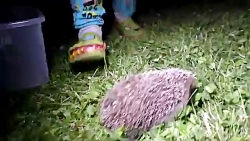 Vlog Hedgehog در حیاط ما ، چرا...