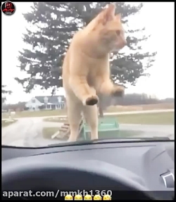 عکس العمل جالب گربه به صدای بو...