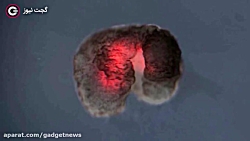 اولین ربات زنده جهان - گجت نیو...