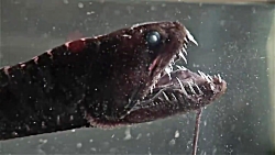 10 موجودات دریایی اسرارآمیز که...