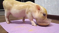 10 حیوان وحشتناک ایجاد شده توس...