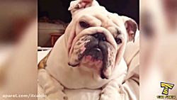 ایستگاه خنده... کلیپ خنده دار