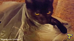 کلیپ خنده دار ر ر ر ر