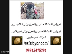 فروش تخم نطفه دار بوقلمون برنز...