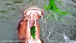 دیانا و روما پرنسس خانم و باغ...