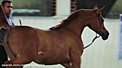 مسابقه ای جذاب و هیجان انگیز