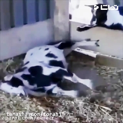 بز و گوسفند طنز
