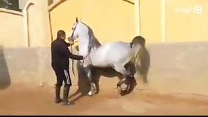 اسب اصیل عرب مصریarab horse