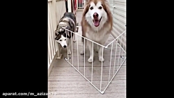 حیوانات ناز و لحظات زیبا از حر...