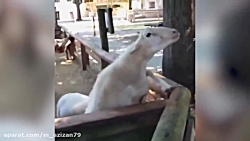 حرکات خنده&lrm;دار و بامزه گوس...