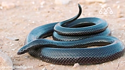 حیات وحش، رفتار ترسناک مارها