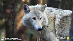 نبرد گرگ ها و خرس ها