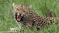 صحنه های از مبارزه و شکار حیوا...