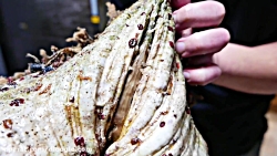 جاذبه های غذایی -  ماهی بیگانه...