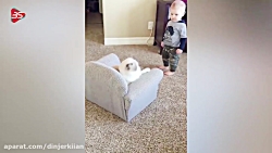 بچه و گربه های بامزه