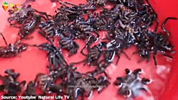 ۱۵ غذای عجیب و غریب که شاخ درم...