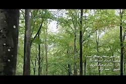 .چرا شیر سلطان جنگل است ؟ تلاش...