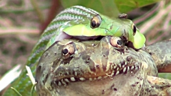 شکار قورباغه غول پیکر توسط مار...