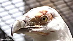 10 موجودی که قرار نیست وجود دا...