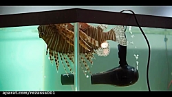 تریلر Last Christmas