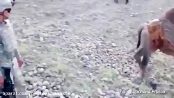 لگد دیدنی شتر افغان به یک نیرو...