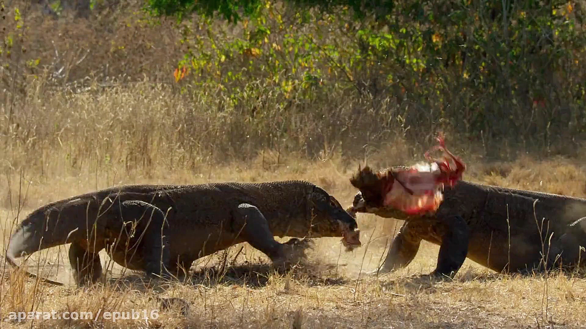 دانلود مستند سیاره زمین 2  قسمت 1 – Planet Earth II با دوبله فارسی و کیفیت عالی زمان3515ثانیه