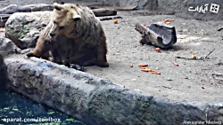 معرفی می کنم، خرس مهربون هستند...