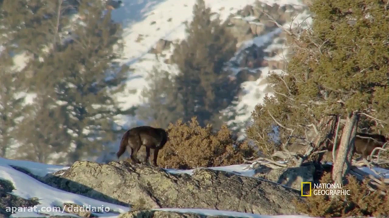 مستند حیات وحش | شکار دیدنی گرگ ها زمان151ثانیه