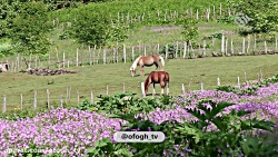 تمشلانه در قسمت دوم مستند ایرا...