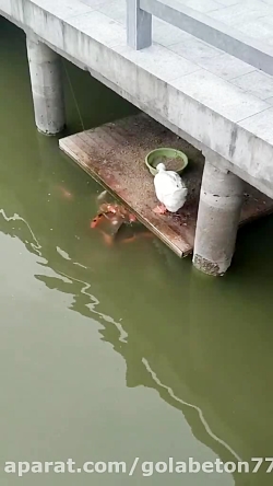 کلیپ دیدنی غذا دادن اردک به ماهی ها