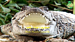 حیات وحش سیستان و بلوچستان، گا...