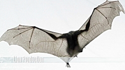 دنیای اسرار آمیز خفاش ها