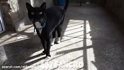 خواندن آهنگ لیدی باگ توسط گربه