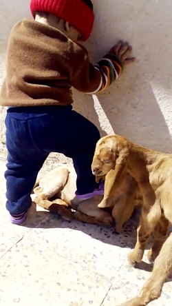 شهرستان بیضا