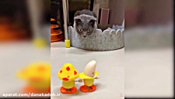 واکنش گربه به اسباب بازی