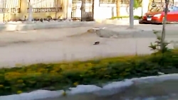 شکار کبوتر با دیانا 52