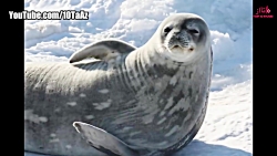 ۲۲ حقیقت جالب و دیدنی که احتما...