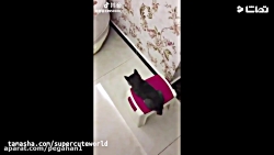 کلیپ حیوانات بامزه و فسقلی