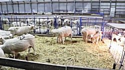 آموزش پرورش دام وطیور