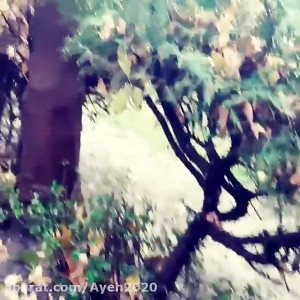 طبیعت بیجان؛ شعر و صدای رُزا جمالی