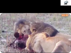 گلچین وحشیانه ترین نبرد های حی...