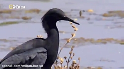 روش جالب و درعین حال عجیب این...
