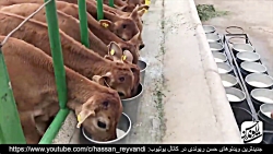 حسن ریوندی - شاخ بازی برای گاو...