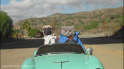 سفر سگ و گربه با یکدیگر ( Cat...