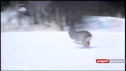 سرعت و دقت سیاه گوش برای شکار....