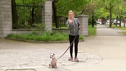 دوربین مخفی خارجی ، غیب شدن تو...