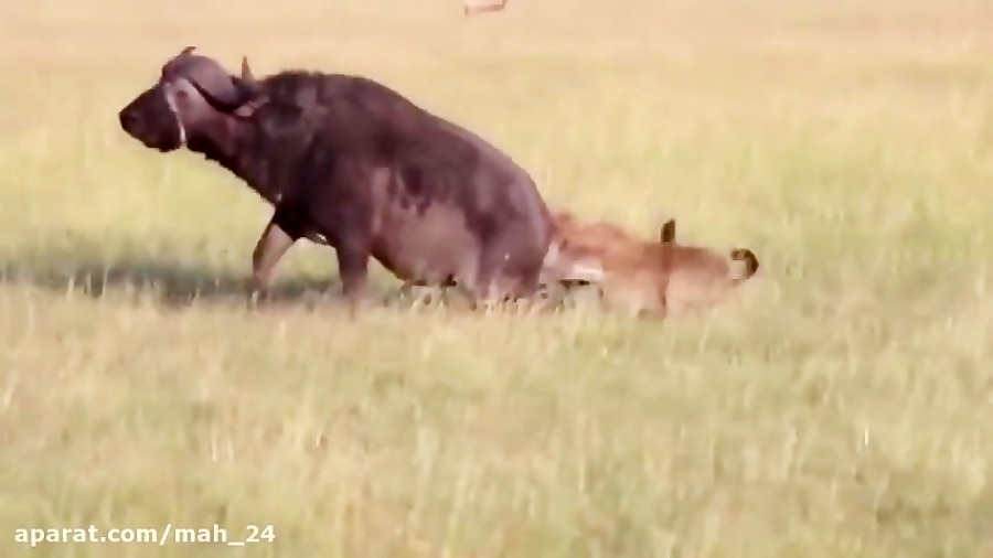 ۱۰ حیواناتی که از هم نفرت دارن...