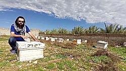 عسل زنبور وحشی یا عسل زنبور عس...